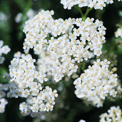 FIOLE ANTICADERE PENTRU FEMEI -13x6ml