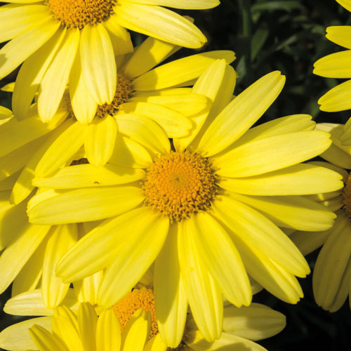 FIOLE ANTICADERE FEMEI SUPER- 12fl x 7ml