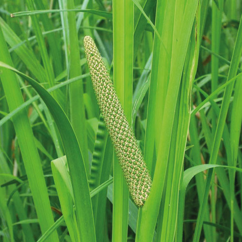 FIOLE ANTICADERE PENTRU FEMEI -13x6ml