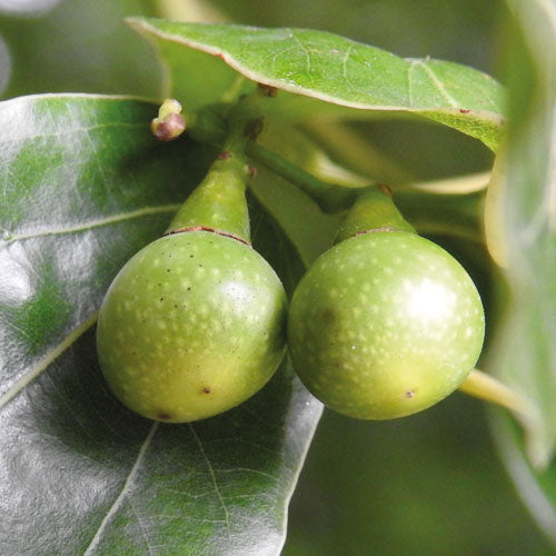 FIOLE 13X6 ml TRATAMENT ANTICADERE BARBATI