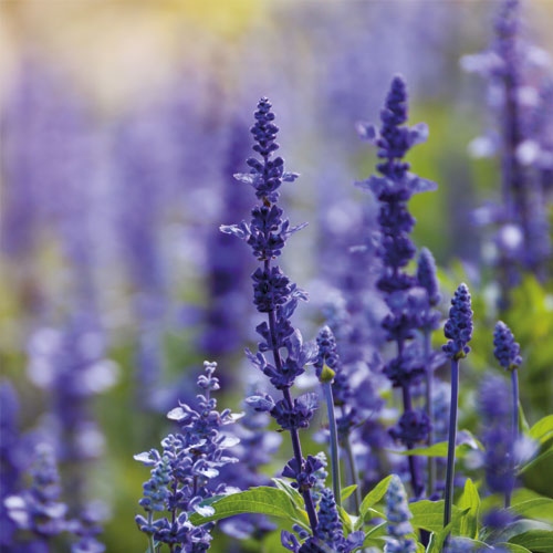 FIOLE DERMORELAX , CALMANTE, SOS- 12x6ml