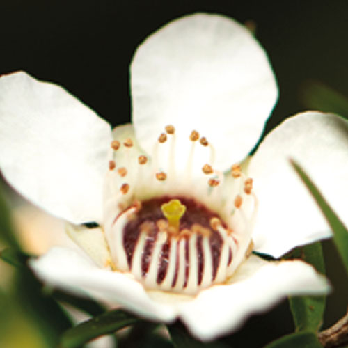 Ulei spray Solarich SPF15-150ml